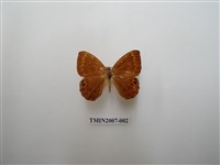 藏品(白點褐蜆蝶)的圖片